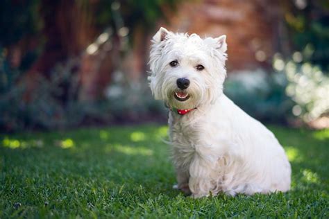 GRAPHICS & MORE West Highland Terrier Westie Dog Breed 